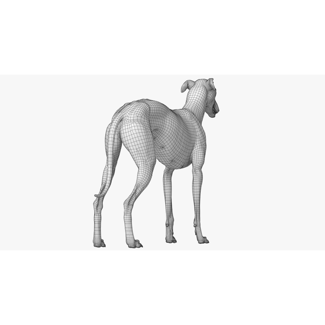Spanish Greyhound 3D Model – Highly Detailed Realistic Pet, FBX - View 27