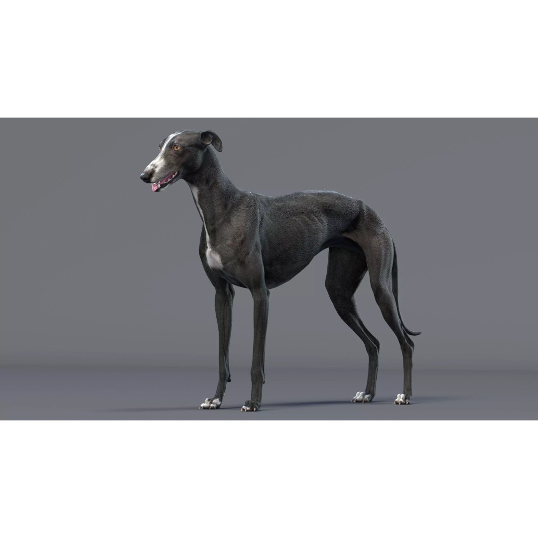 Spanish Greyhound 3D Model – Highly Detailed Realistic Pet, FBX - View 3