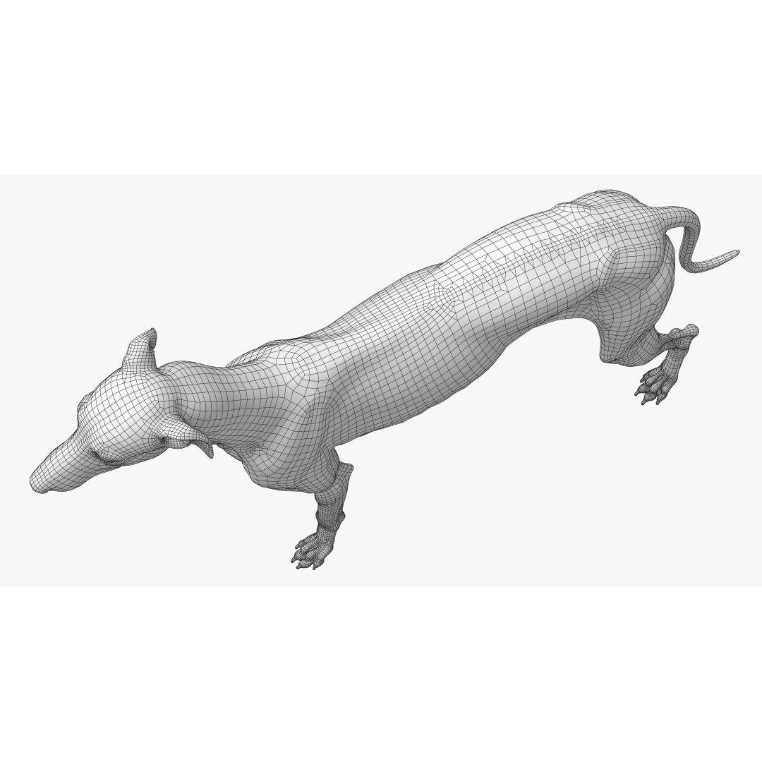 Spanish Greyhound 3D Model – Highly Detailed Realistic Pet, FBX - View 33