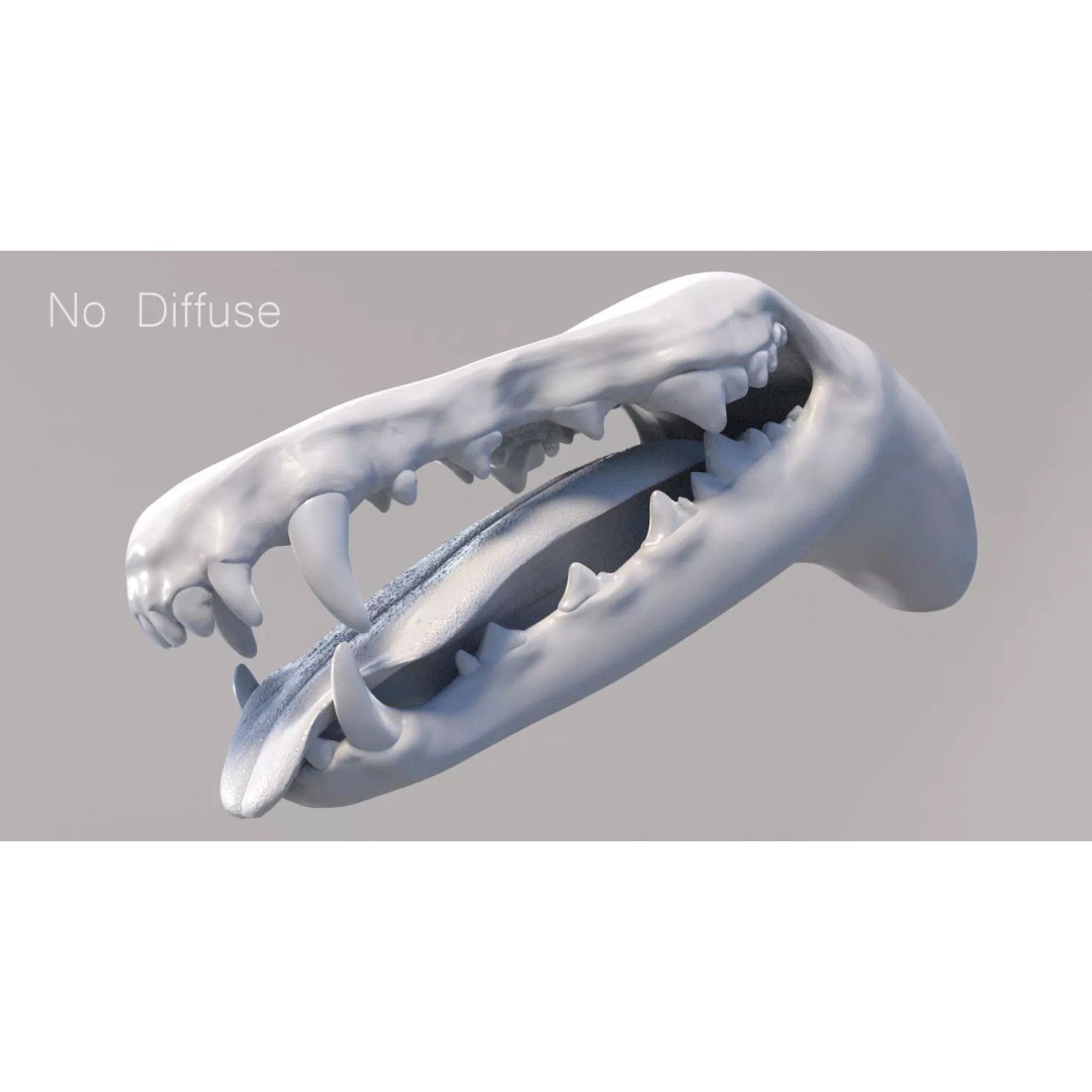 Spanish Greyhound 3D Model – Highly Detailed Realistic Pet, FBX - View 35