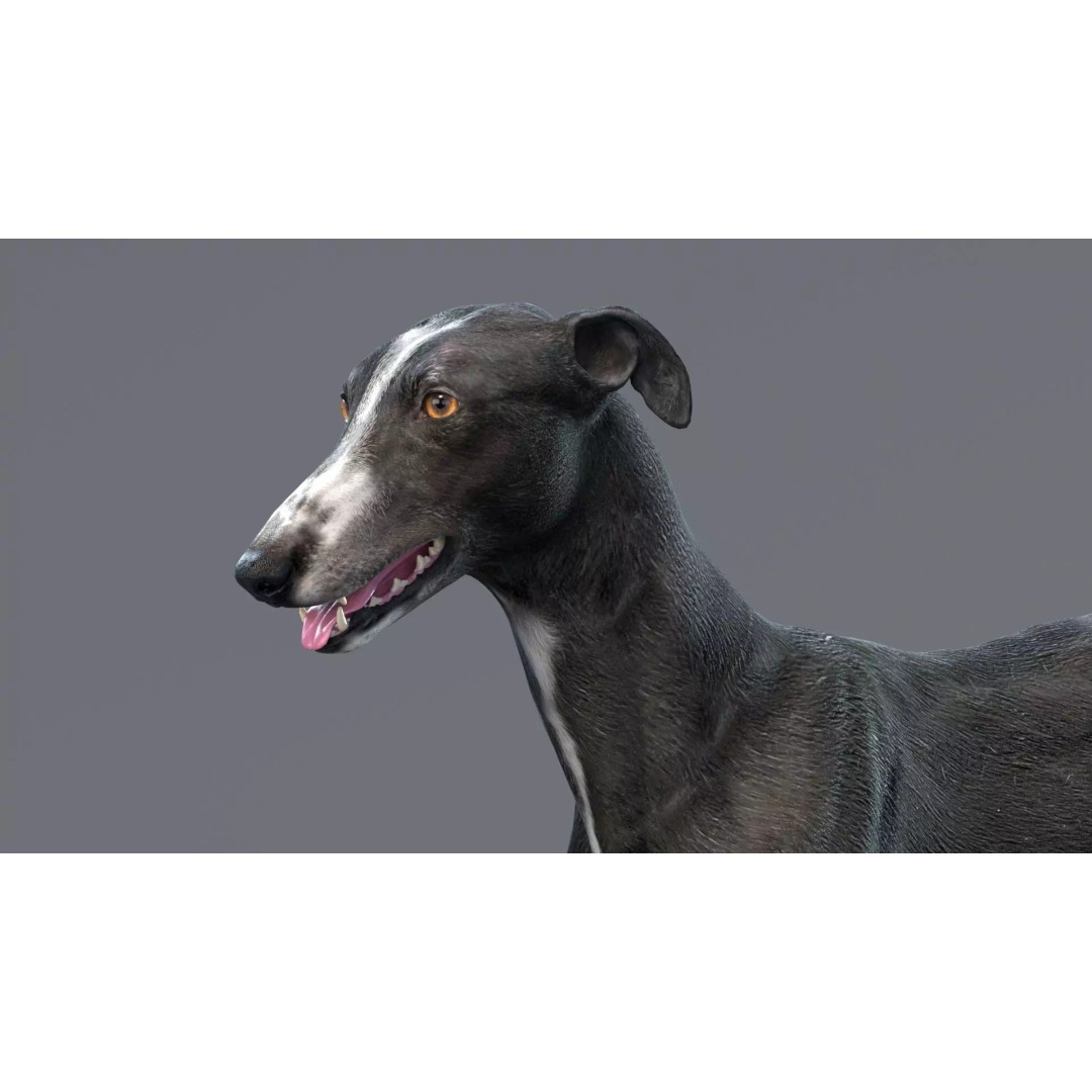 Spanish Greyhound 3D Model – Highly Detailed Realistic Pet, FBX - View 4