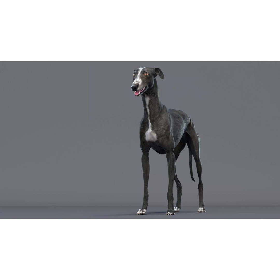 Spanish Greyhound 3D Model – Highly Detailed Realistic Pet, FBX - View 5