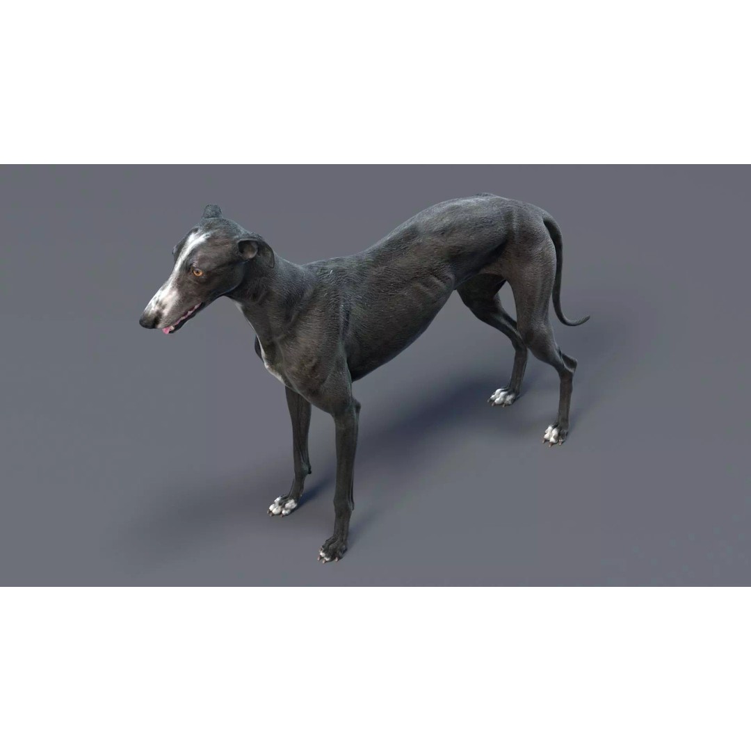 Spanish Greyhound 3D Model – Highly Detailed Realistic Pet, FBX - View 6