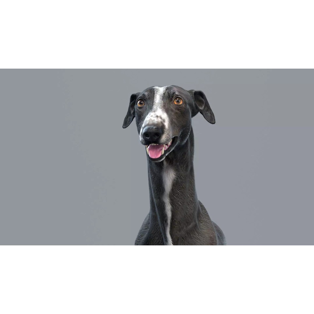 Spanish Greyhound 3D Model – Highly Detailed Realistic Pet, FBX - View 7