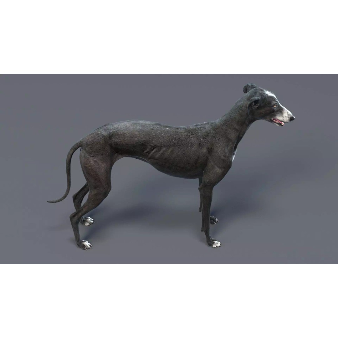 Spanish Greyhound 3D Model – Highly Detailed Realistic Pet, FBX - View 8