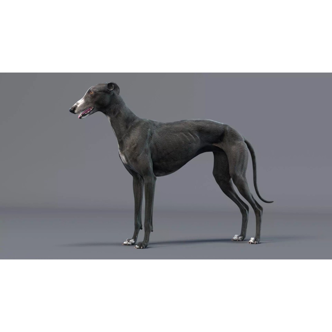 Spanish Greyhound 3D Model – Highly Detailed Realistic Pet, FBX - View 9