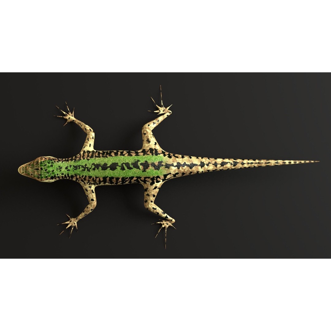 Podarcis Sicula 3D Model – Low Poly Rigged Lizard, FBX, PBR Textures - View 11
