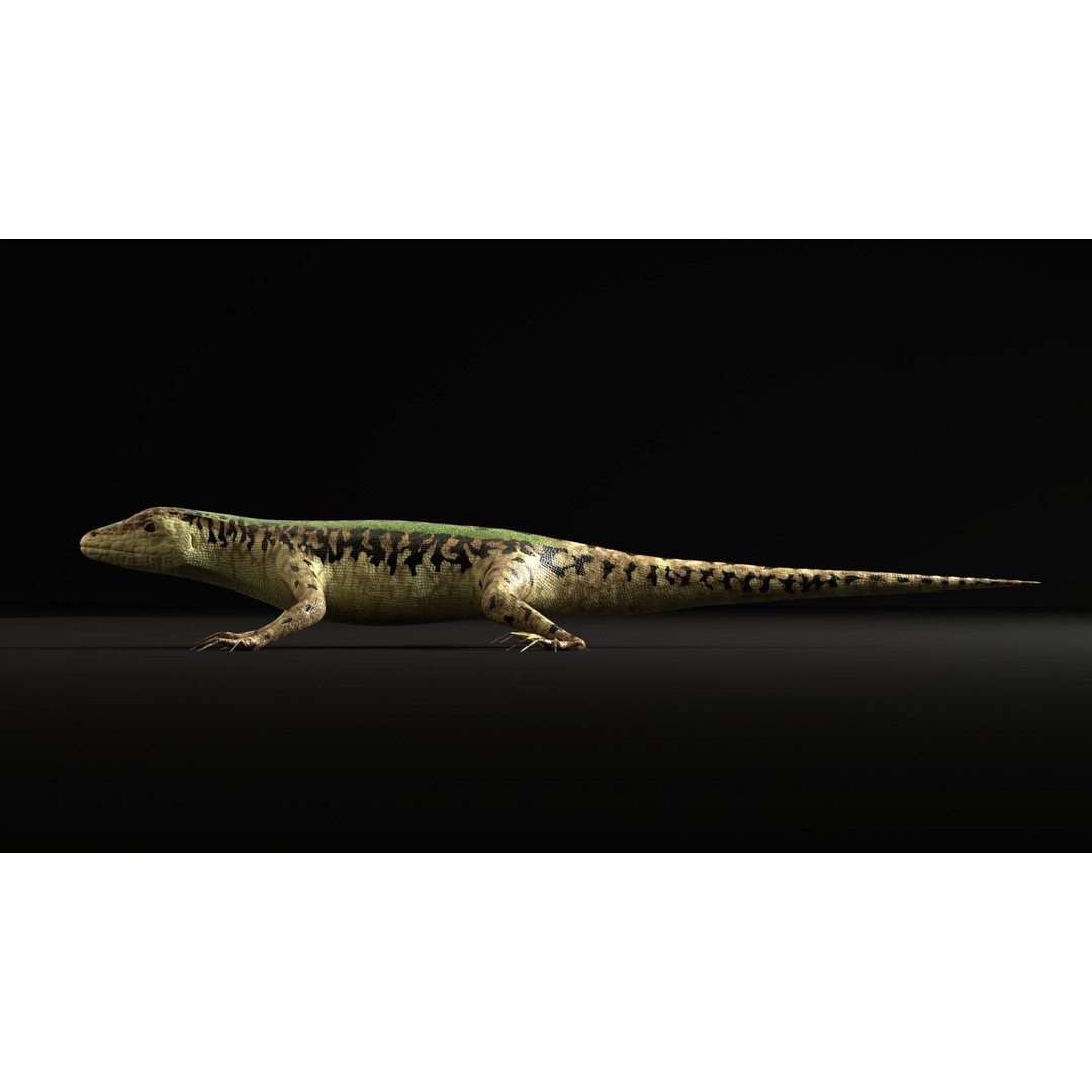 Podarcis Sicula 3D Model – Low Poly Rigged Lizard, FBX, PBR Textures - View 14