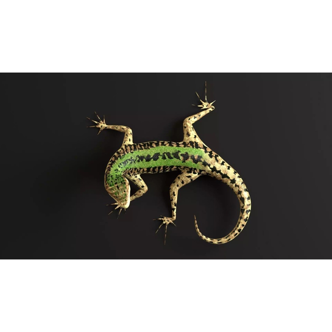Podarcis Sicula 3D Model – Low Poly Rigged Lizard, FBX, PBR Textures - View 2
