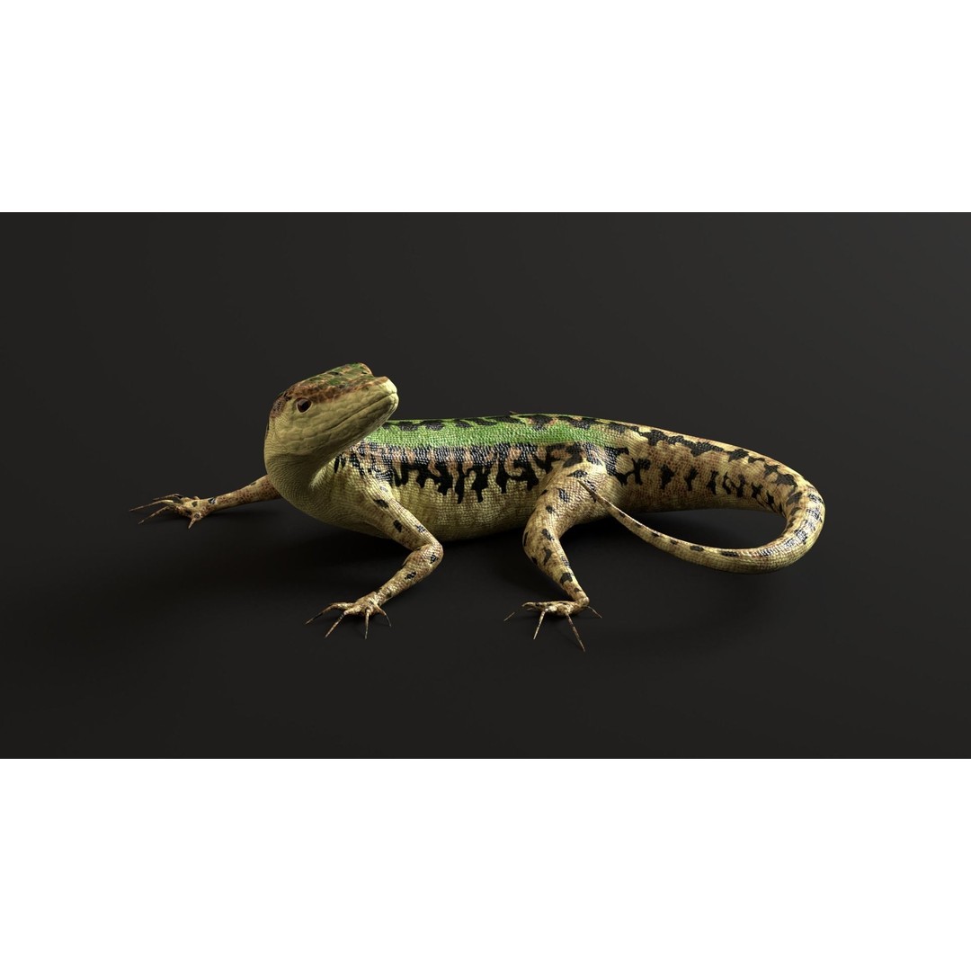 Podarcis Sicula 3D Model – Low Poly Rigged Lizard, FBX, PBR Textures - View 5