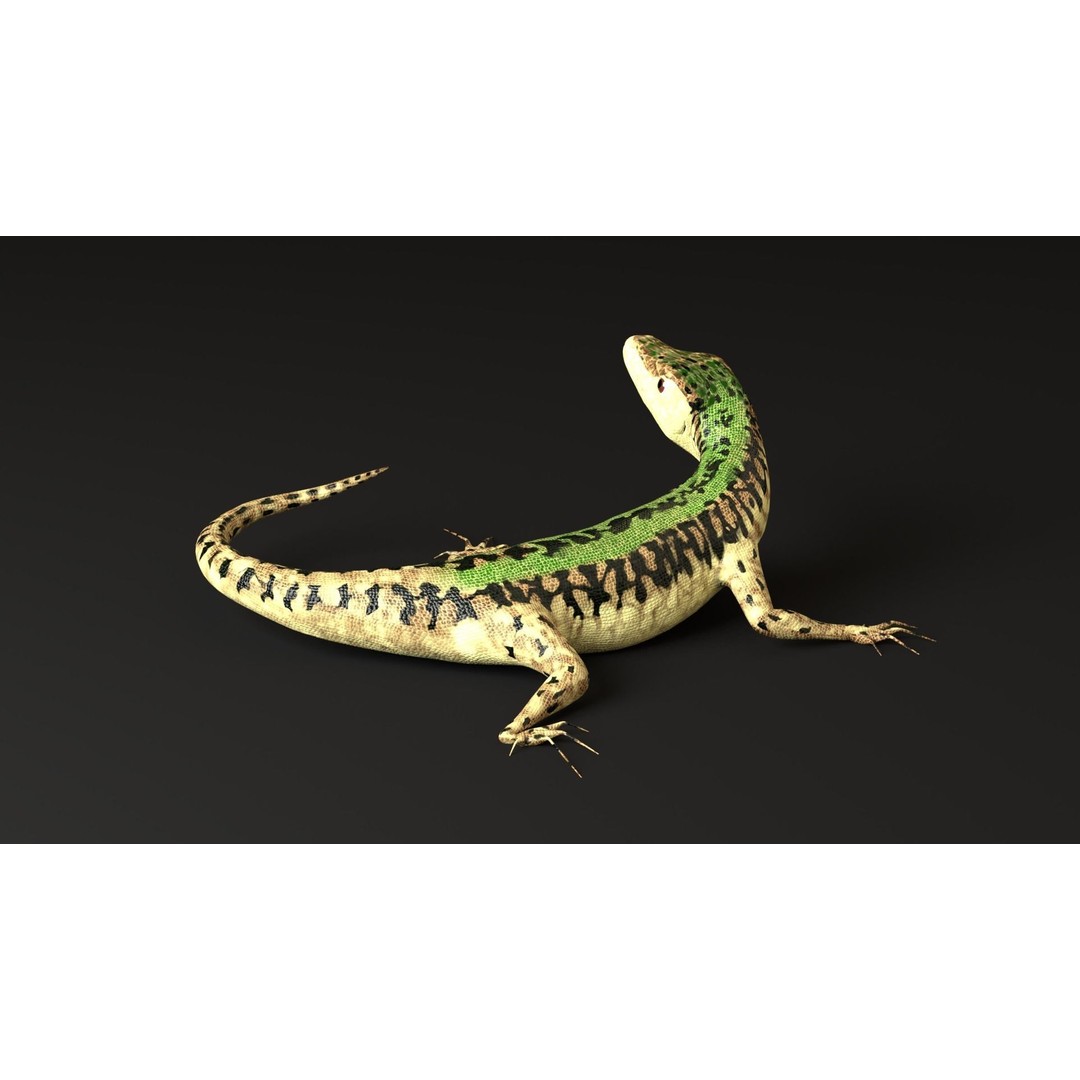 Podarcis Sicula 3D Model – Low Poly Rigged Lizard, FBX, PBR Textures - View 8