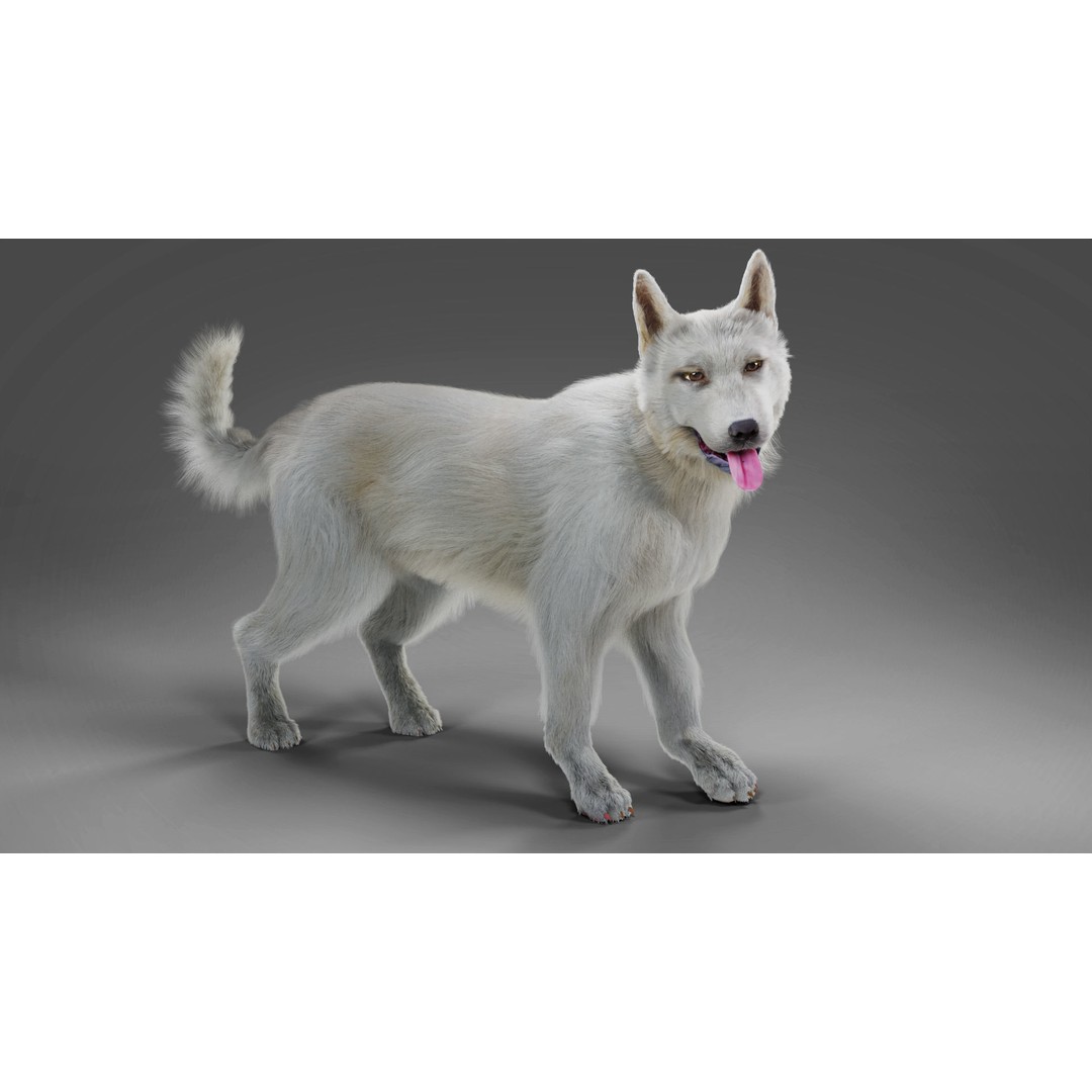 Fur White Dog 3D Model – Rigged Low Poly Animal Asset, Blender - View 4