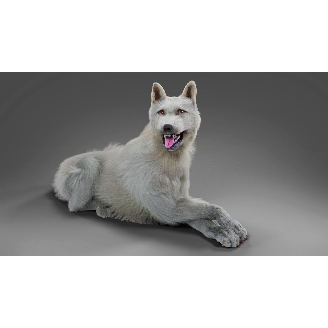 Fur White Dog 3D Model – Rigged Low Poly Animal Asset, Blender - View 5