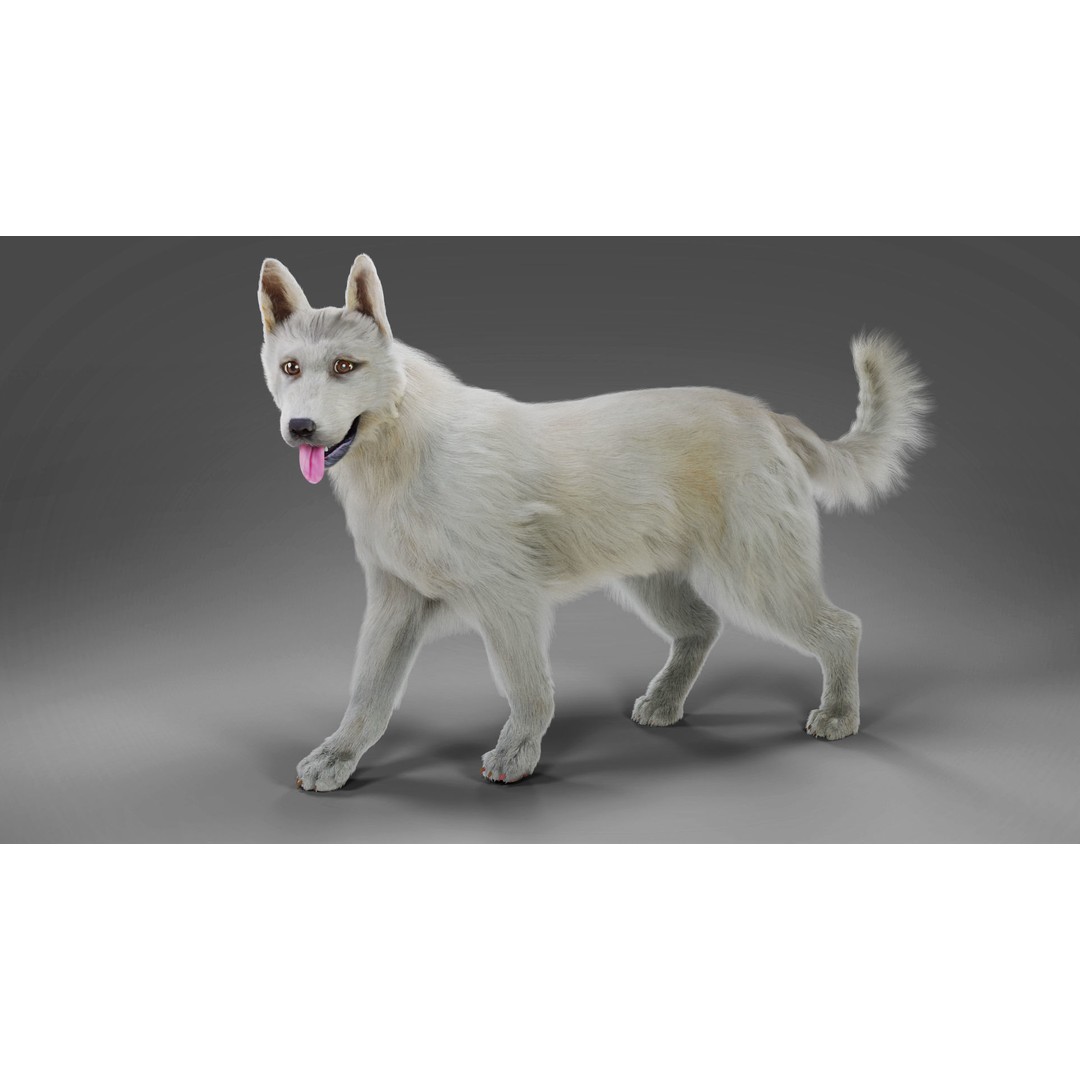 Fur White Dog 3D Model – Rigged Low Poly Animal Asset, Blender - View 6
