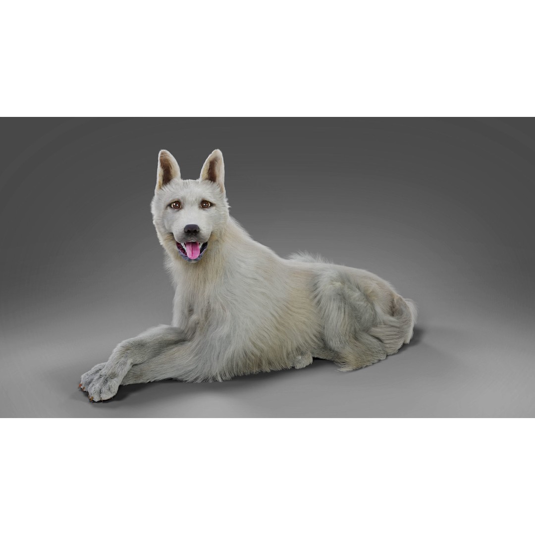 Fur White Dog 3D Model – Rigged Low Poly Animal Asset, Blender - View 7