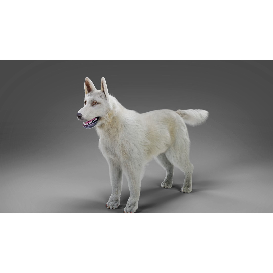 Fur White Dog 3D Model – Rigged Low Poly Animal Asset, Blender - View 8