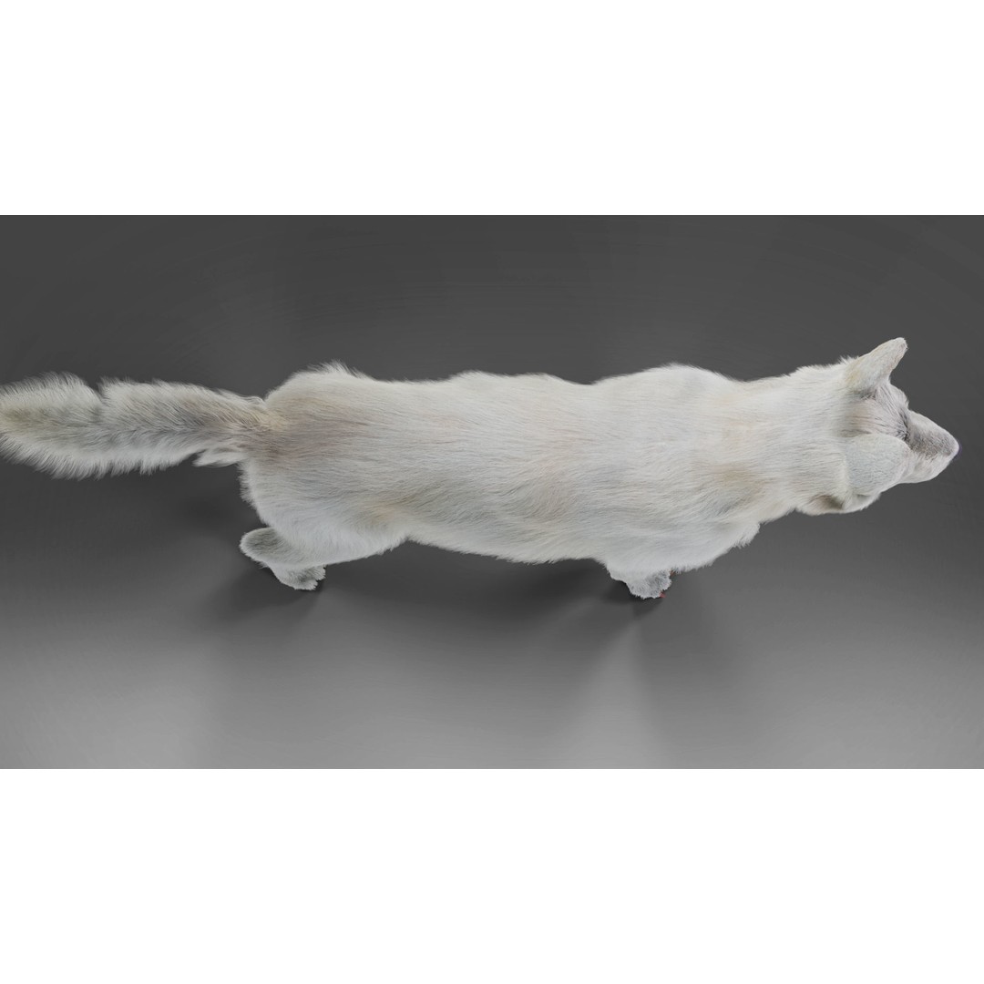 Fur White Dog 3D Model – Rigged Low Poly Animal Asset, Blender - View 9
