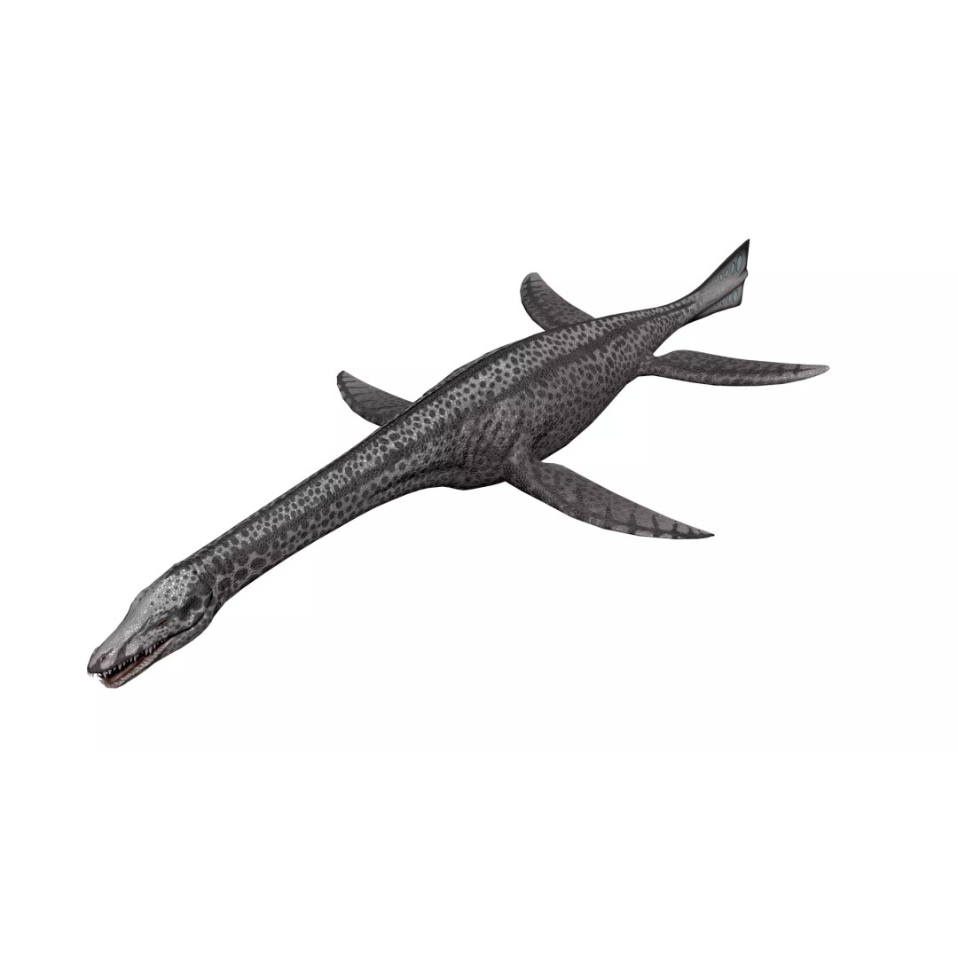 Cryptoclidus 3D Model – Low Poly Rigged Dinosaur with Animations
