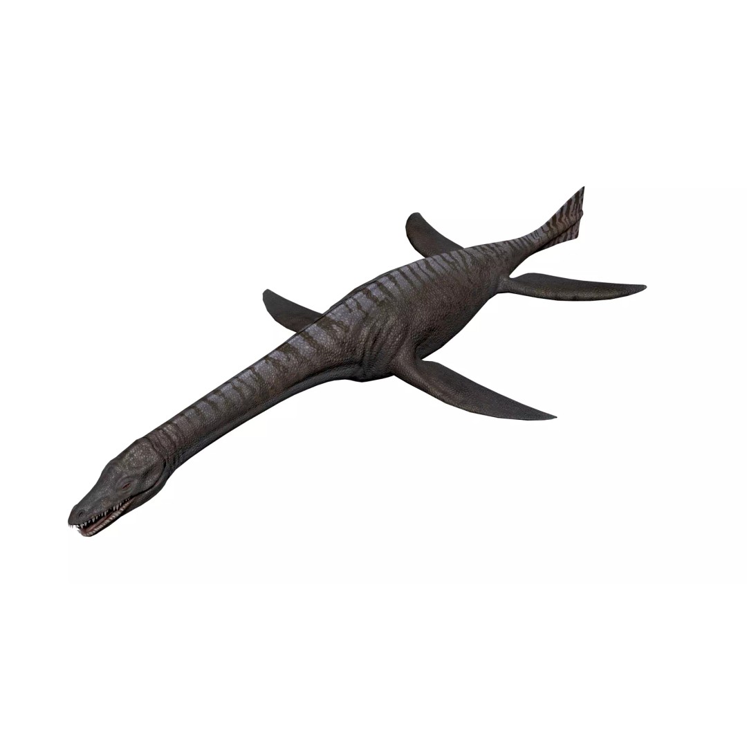 Cryptoclidus 3D Model – Low Poly Rigged Dinosaur with Animations - View 11
