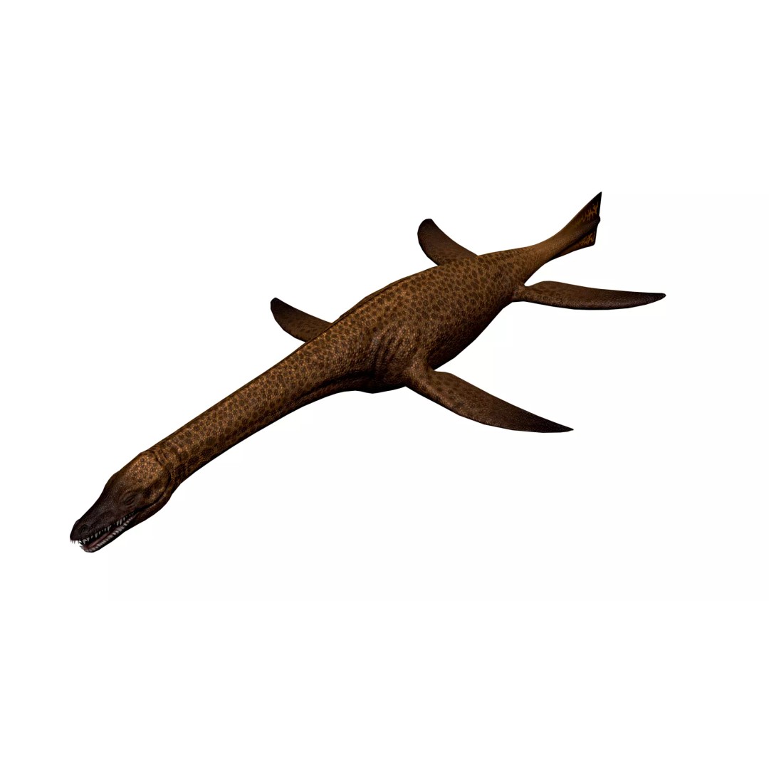 Cryptoclidus 3D Model – Low Poly Rigged Dinosaur with Animations - View 6