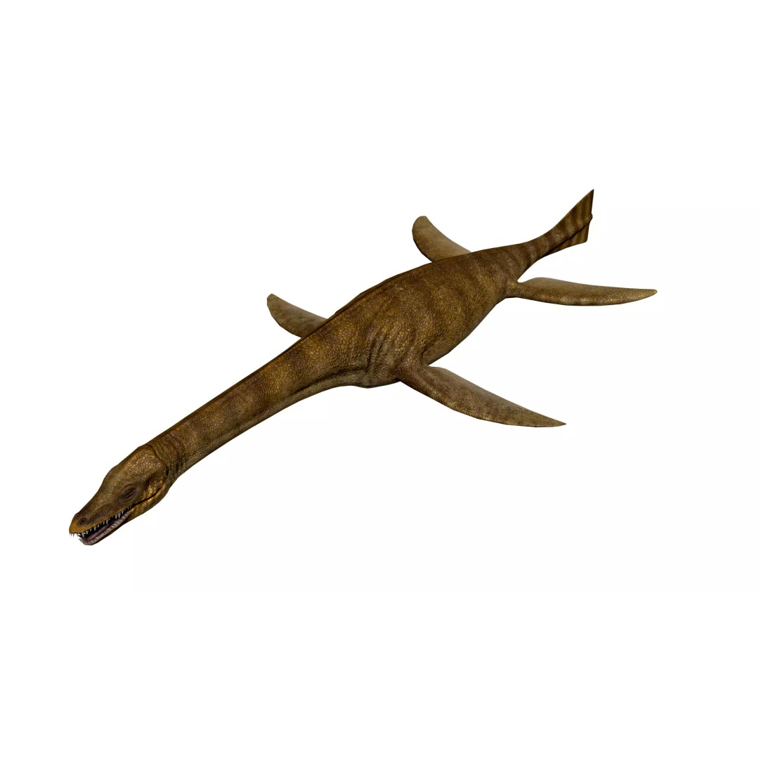 Cryptoclidus 3D Model – Low Poly Rigged Dinosaur with Animations - View 9