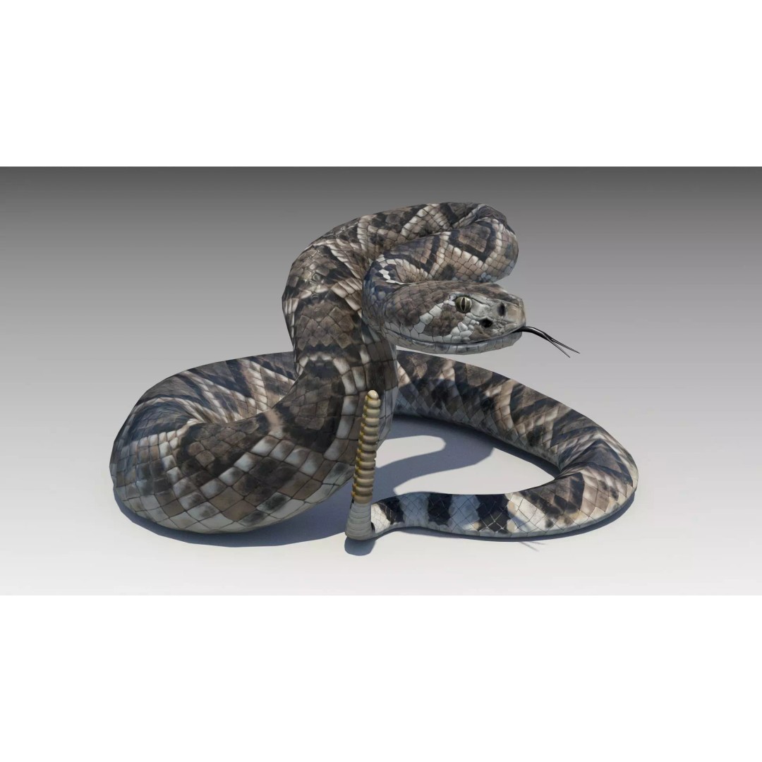 Rattlesnake 3D Model – Low Poly Rigged Asset with Animations, FBX - View 2