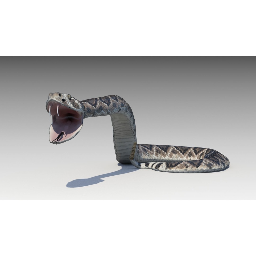 Rattlesnake 3D Model – Low Poly Rigged Asset with Animations, FBX - View 3