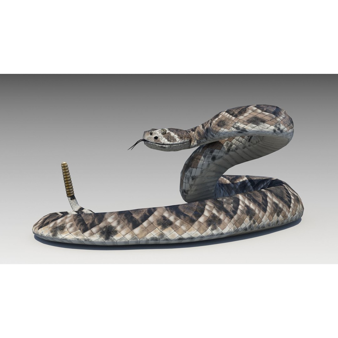 Rattlesnake 3D Model – Low Poly Rigged Asset with Animations, FBX - View 4