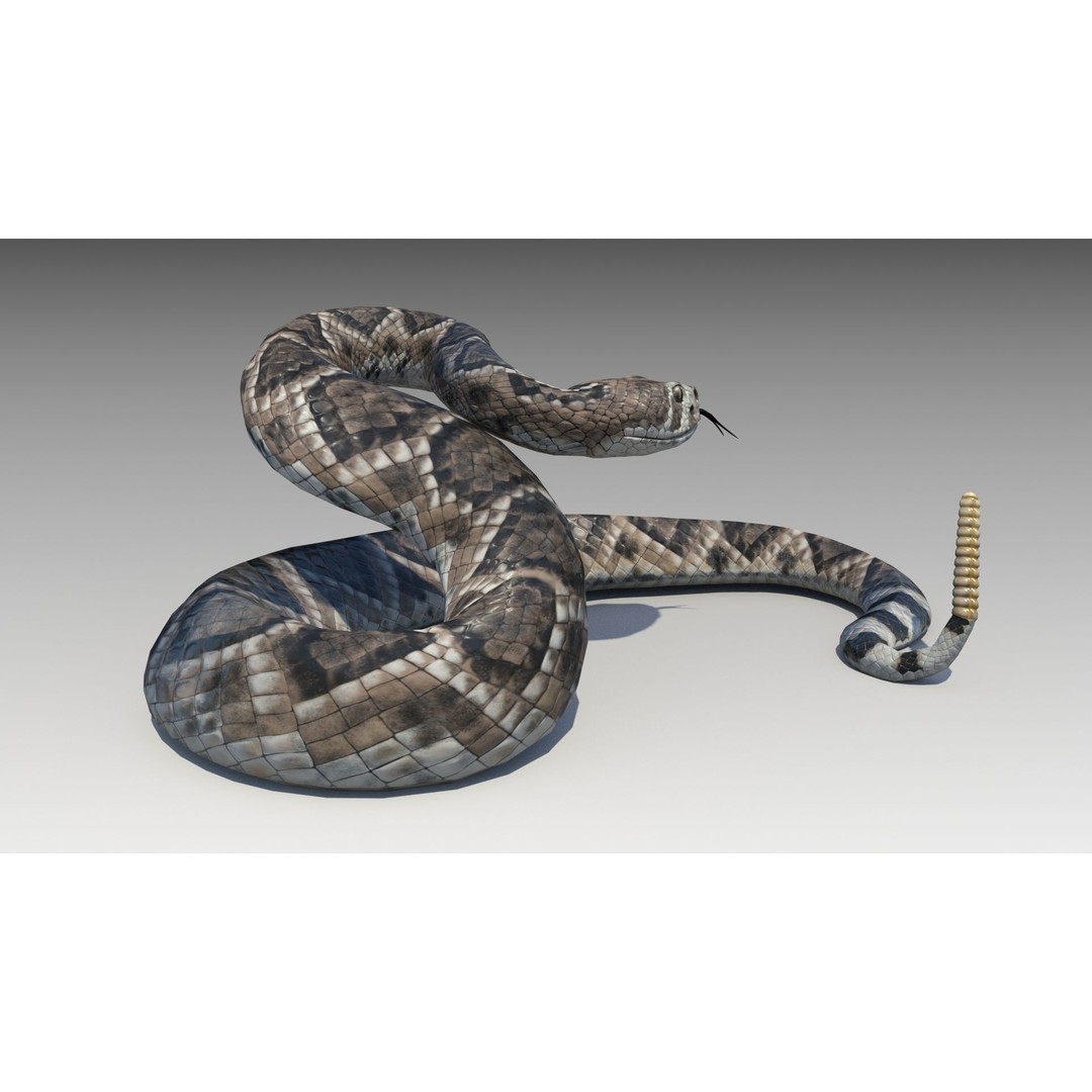 Rattlesnake 3D Model – Low Poly Rigged Asset with Animations, FBX - View 5