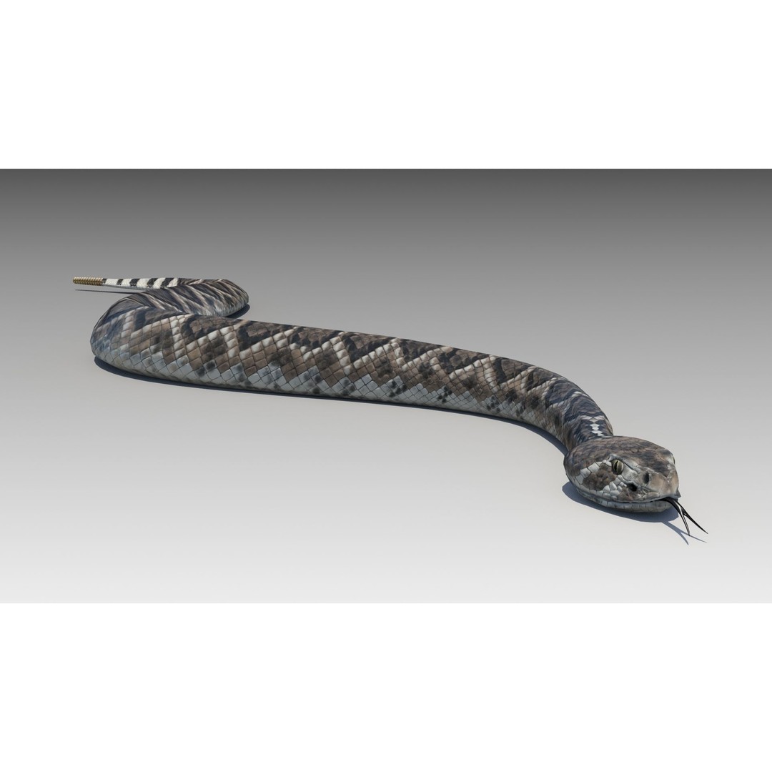 Rattlesnake 3D Model – Low Poly Rigged Asset with Animations, FBX - View 6