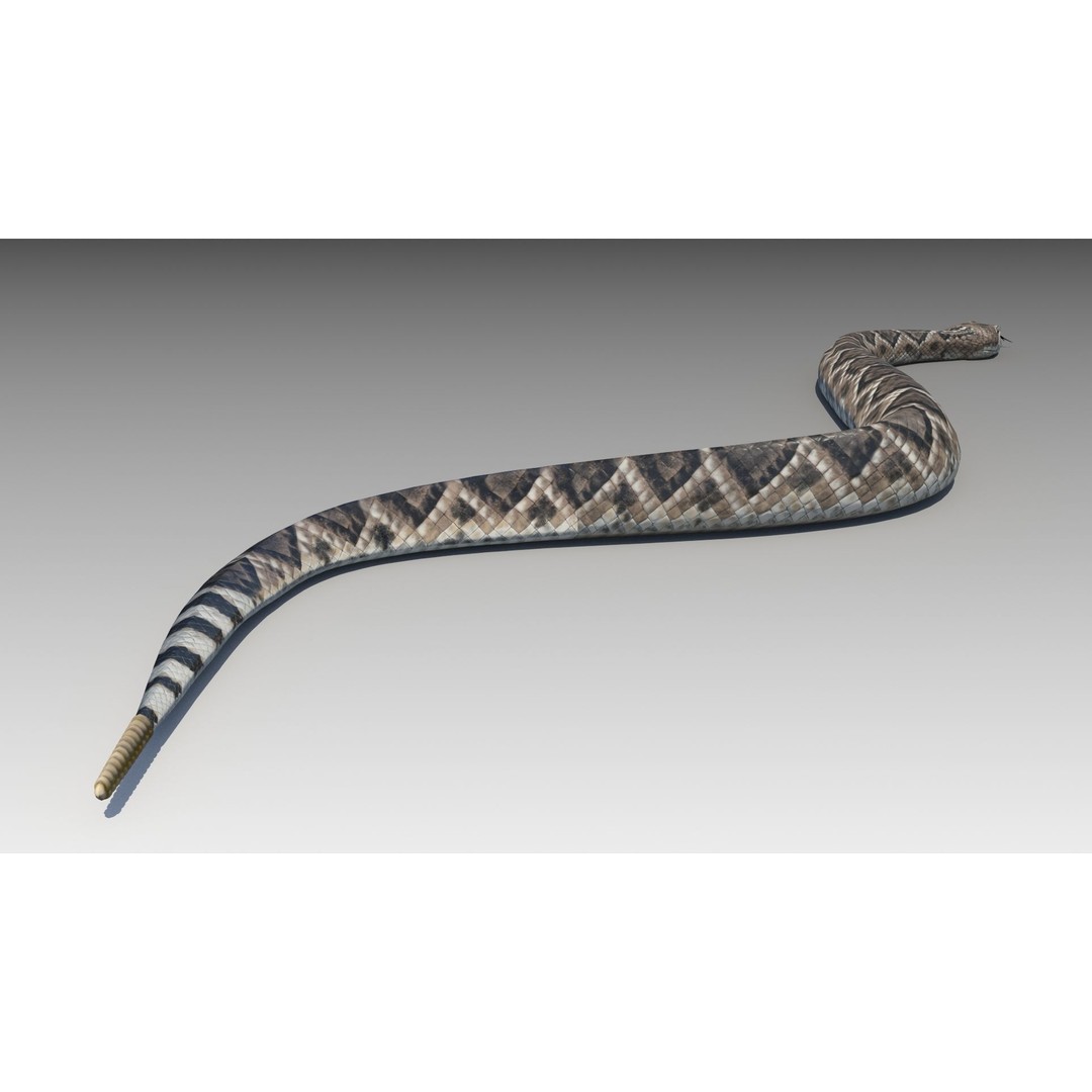 Rattlesnake 3D Model – Low Poly Rigged Asset with Animations, FBX - View 7