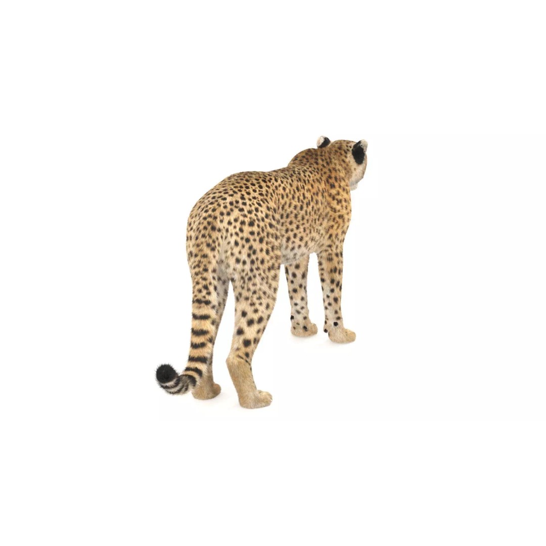 Cheetah 3D Model – Photorealistic Animal Asset with PBR Textures - View 10