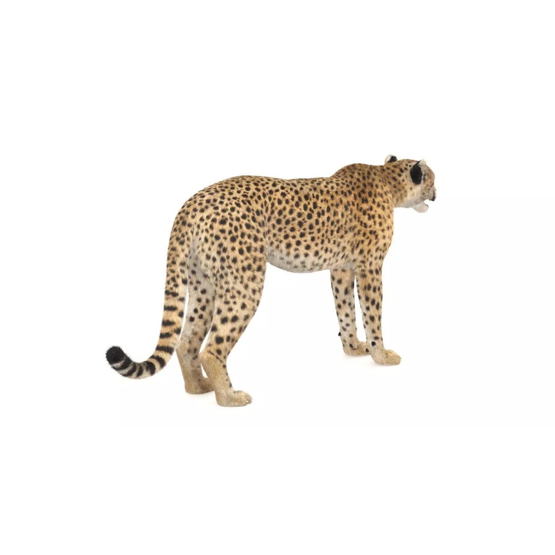 Cheetah 3D Model – Photorealistic Animal Asset with PBR Textures - View 11