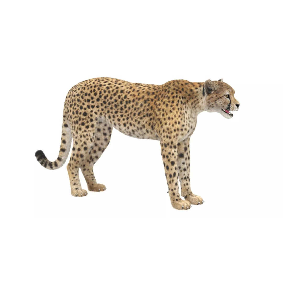 Cheetah 3D Model – Photorealistic Animal Asset with PBR Textures - View 12