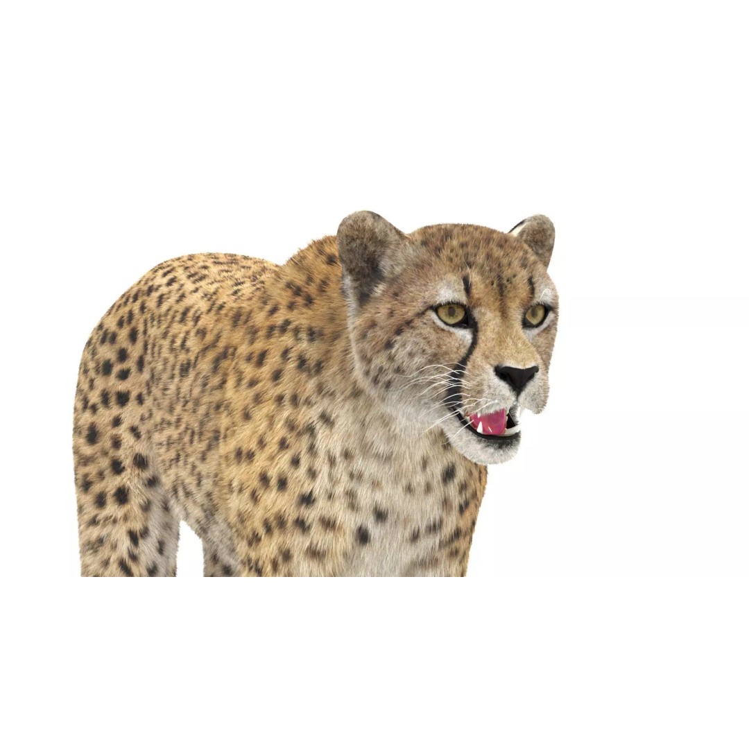 Cheetah 3D Model – Photorealistic Animal Asset with PBR Textures - View 13