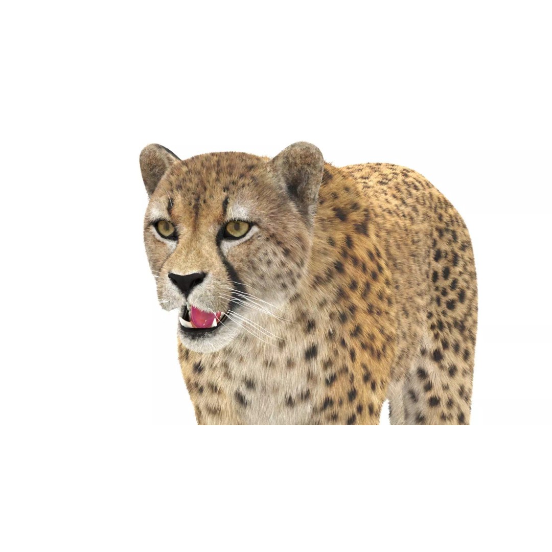 Cheetah 3D Model – Photorealistic Animal Asset with PBR Textures - View 14