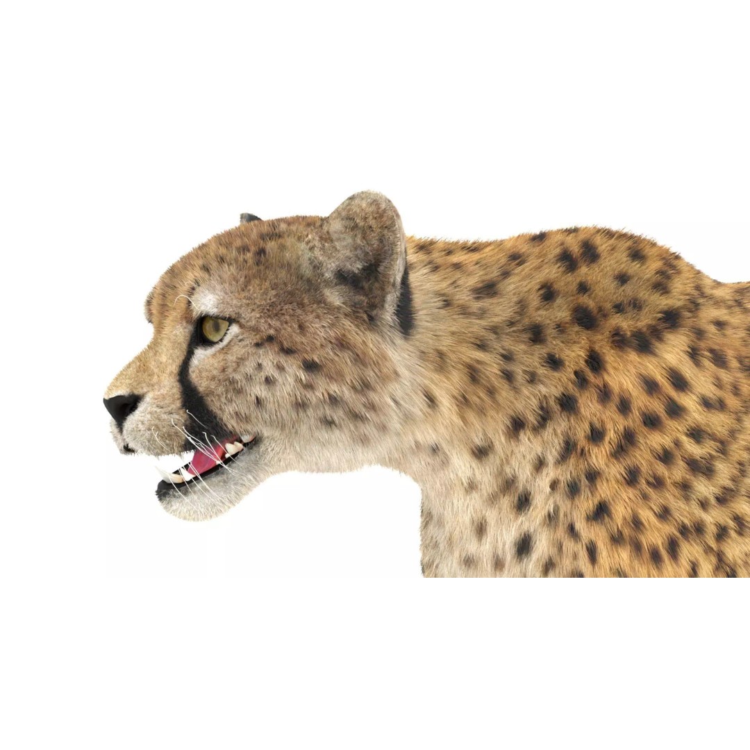 Cheetah 3D Model – Photorealistic Animal Asset with PBR Textures - View 15