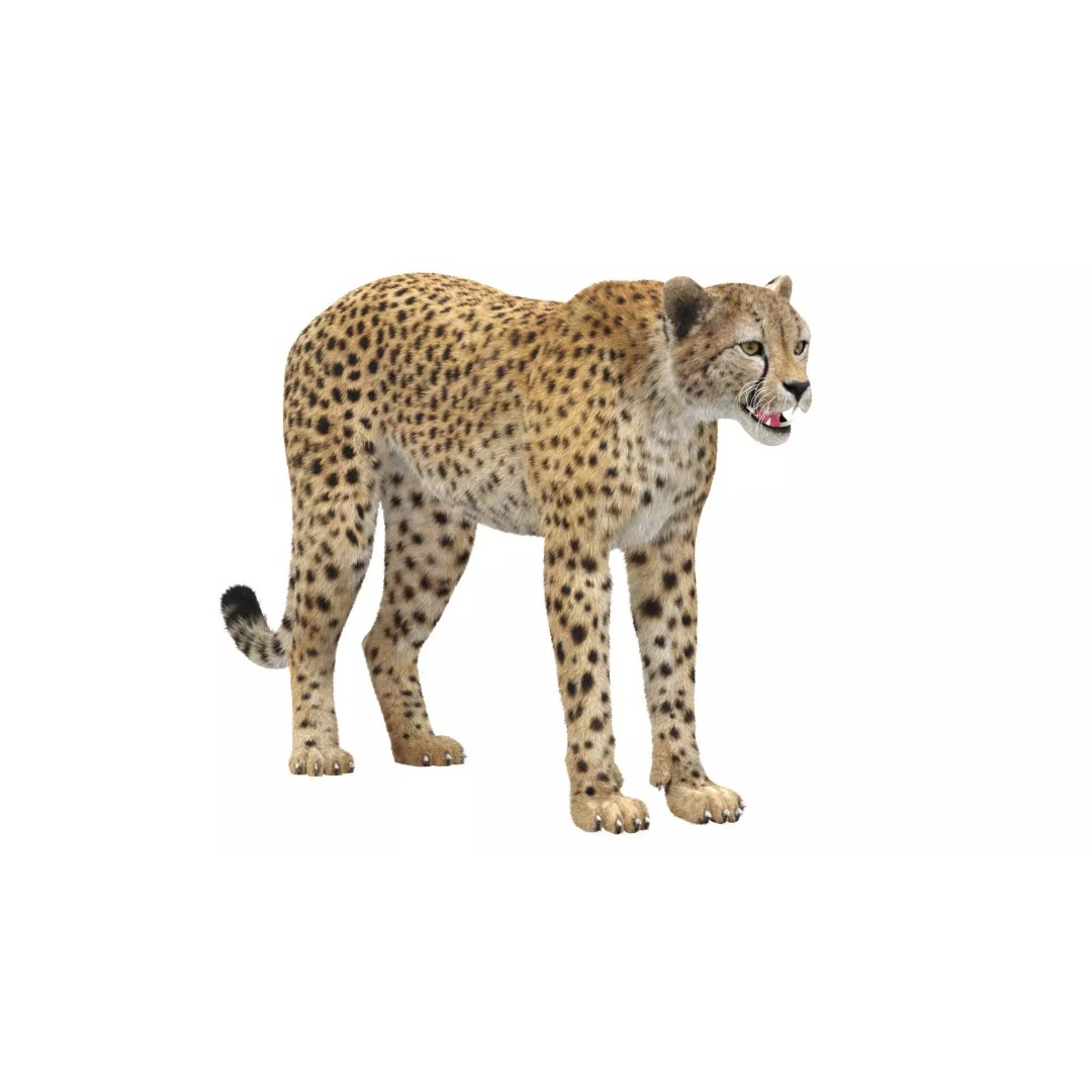 Cheetah 3D Model – Photorealistic Animal Asset with PBR Textures - View 2