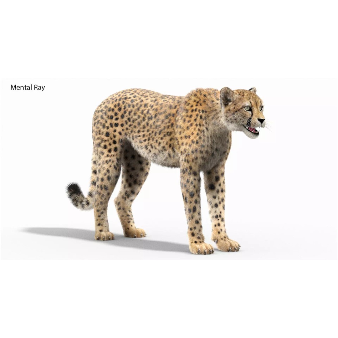 Cheetah 3D Model – Photorealistic Animal Asset with PBR Textures - View 3