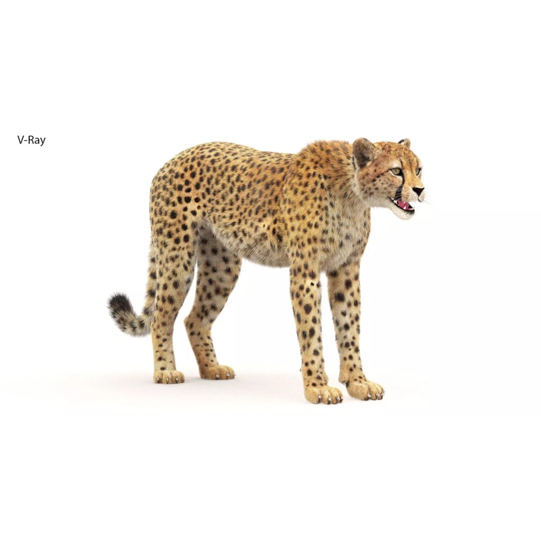 Cheetah 3D Model – Photorealistic Animal Asset with PBR Textures - View 4