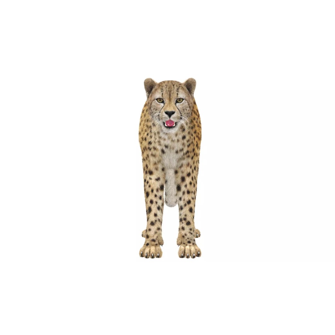 Cheetah 3D Model – Photorealistic Animal Asset with PBR Textures - View 5