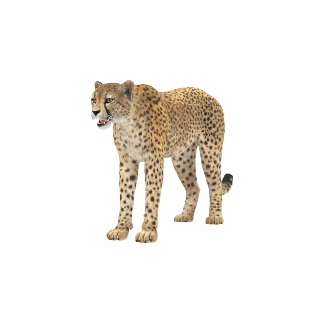 Cheetah 3D Model – Photorealistic Animal Asset with PBR Textures - View 6