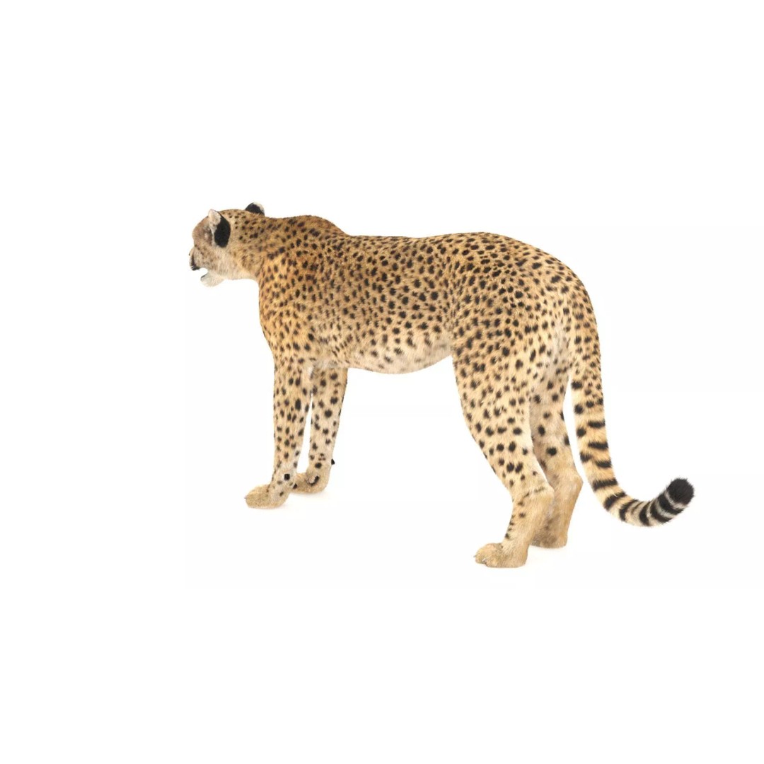 Cheetah 3D Model – Photorealistic Animal Asset with PBR Textures - View 7