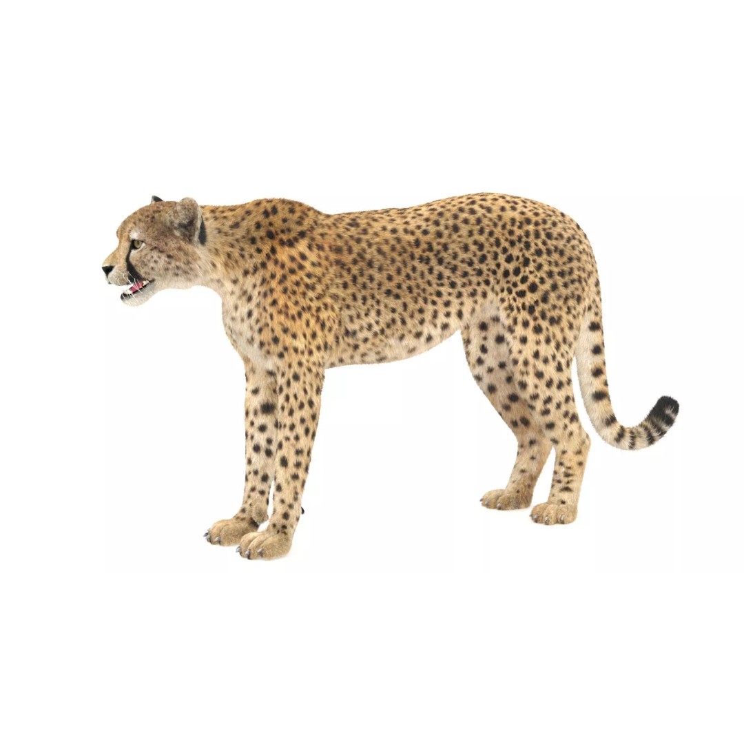 Cheetah 3D Model – Photorealistic Animal Asset with PBR Textures - View 8