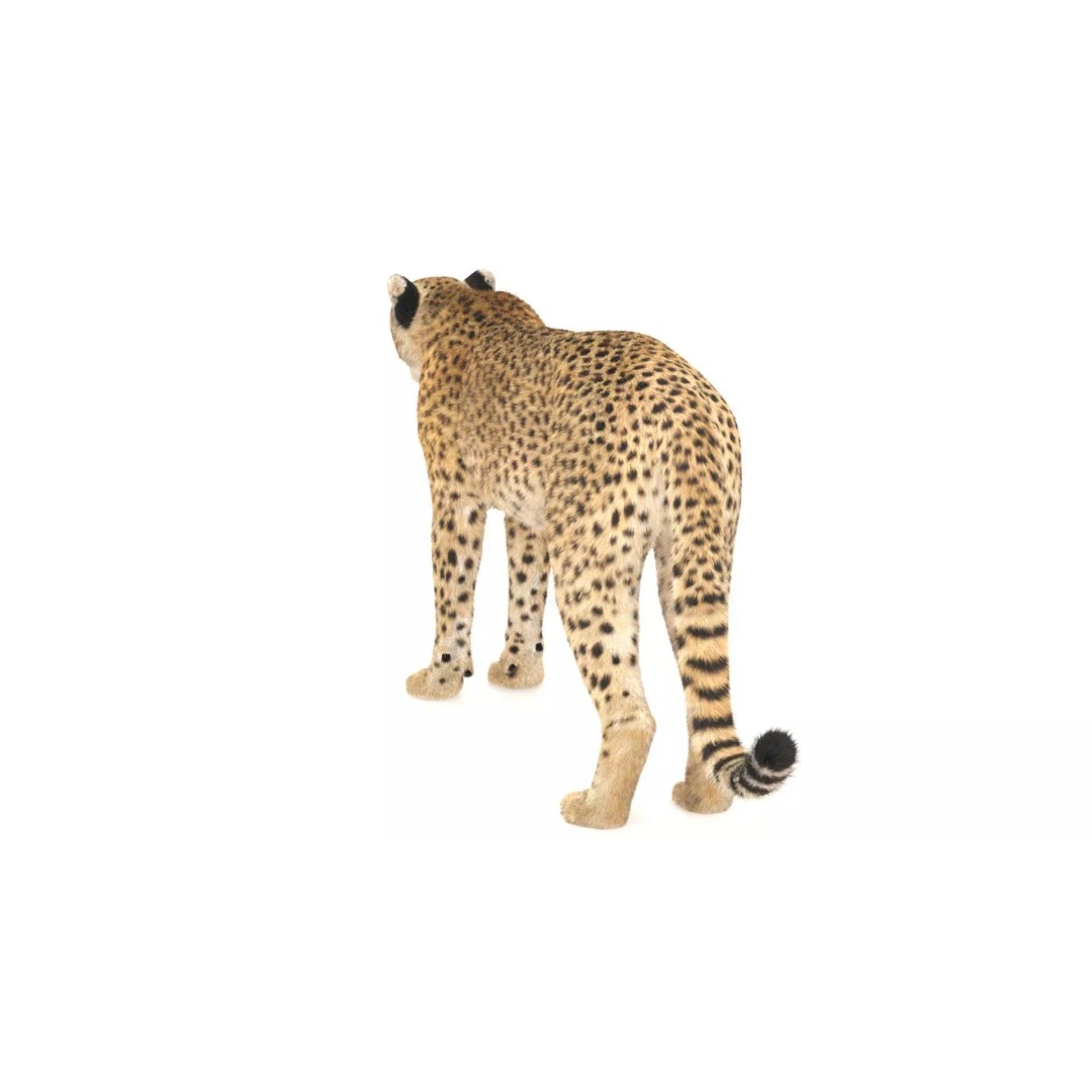 Cheetah 3D Model – Photorealistic Animal Asset with PBR Textures - View 9
