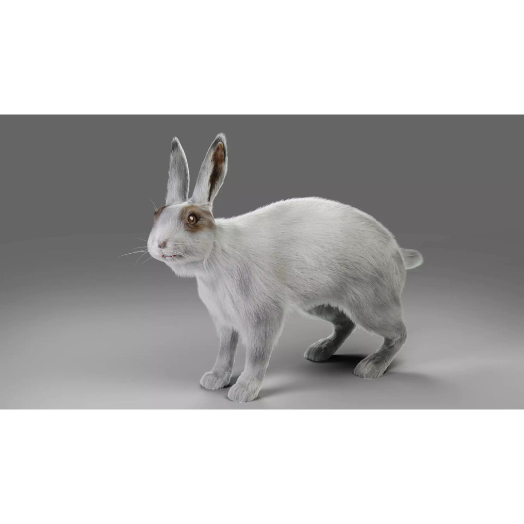 Gray Fur Rabbit 3D Model – Low Poly Rigged Animation, Blender & FBX - View 2