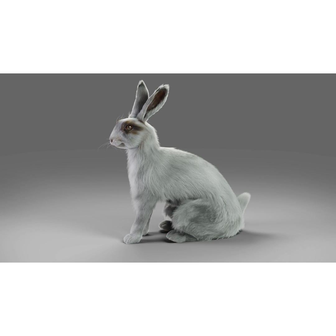 Gray Fur Rabbit 3D Model – Low Poly Rigged Animation, Blender & FBX - View 4