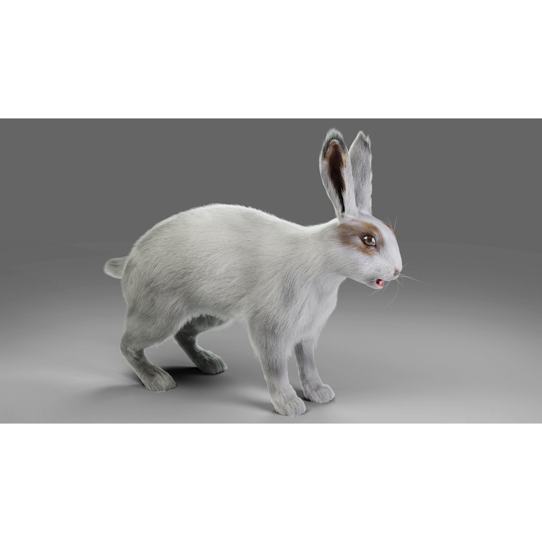 Gray Fur Rabbit 3D Model – Low Poly Rigged Animation, Blender & FBX - View 5