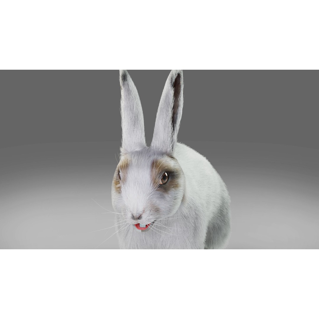 Gray Fur Rabbit 3D Model – Low Poly Rigged Animation, Blender & FBX - View 7