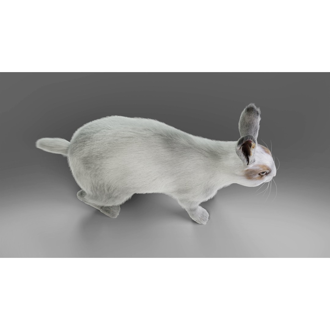 Gray Fur Rabbit 3D Model – Low Poly Rigged Animation, Blender & FBX - View 9